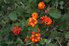 Lantana camara